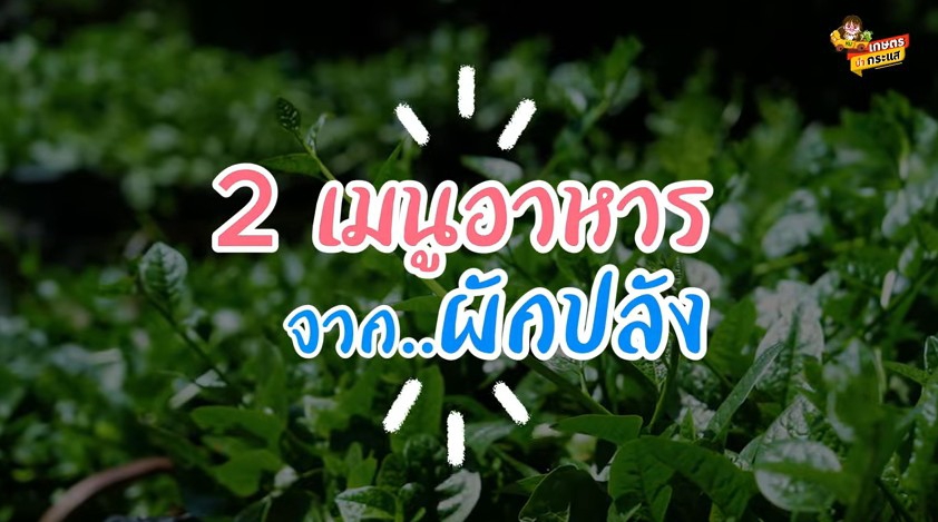 ผักปลังดังไกลไปยุโรป (ตอนที่ 3 เมนูอาหารจากผักปลัง)
