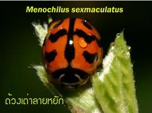 ด้วงเต่าลายหยัก