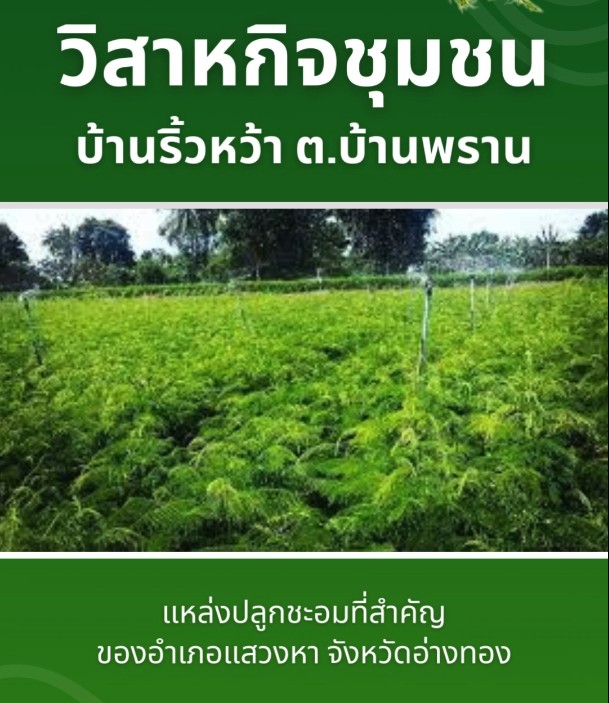 ชะอม อ่างทอง