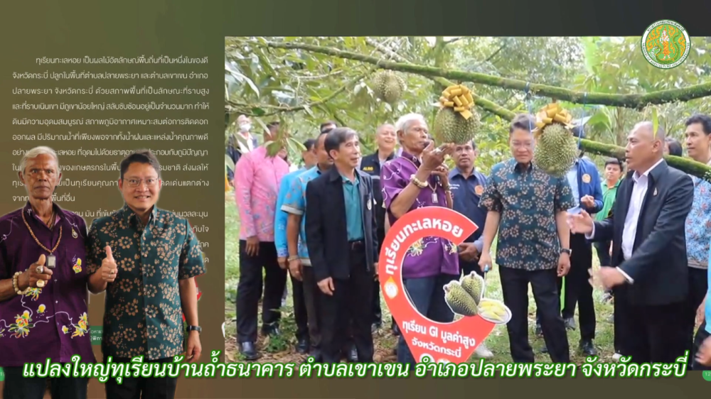 ทุเรียนทะเลหอยแปลงใหญ่ทุเรียนบ้านถ้ำธนาคาร