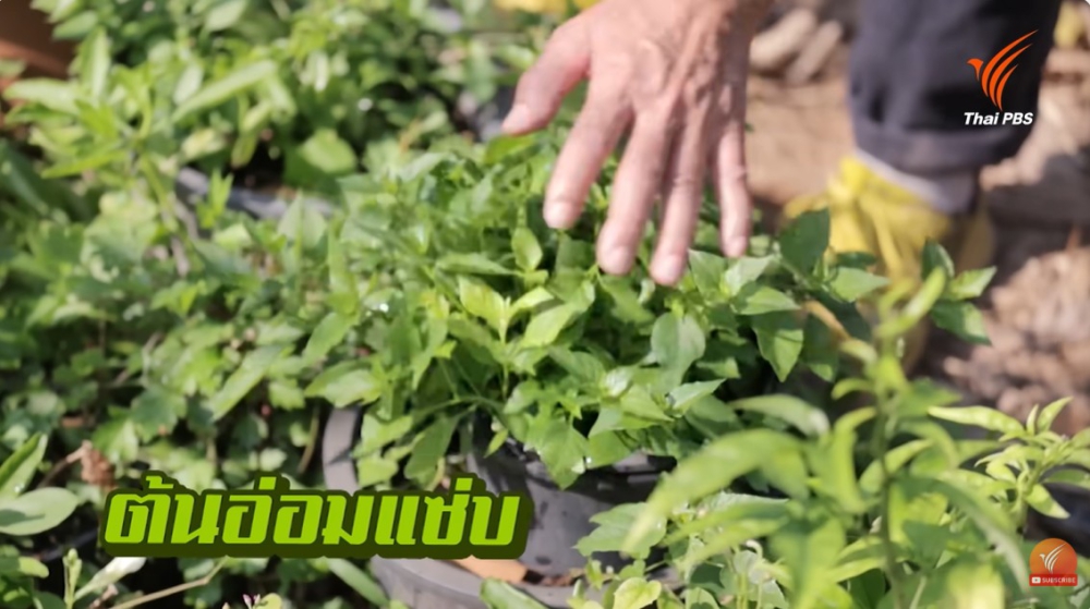 ผักในรั้วบ้าน2งานขายได้ไม่มีวันหยุด