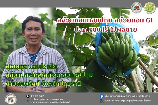 กล้วยหอมทองปทุมกล้วยหอมGIปลูก300ไร่ไม่พอขาย