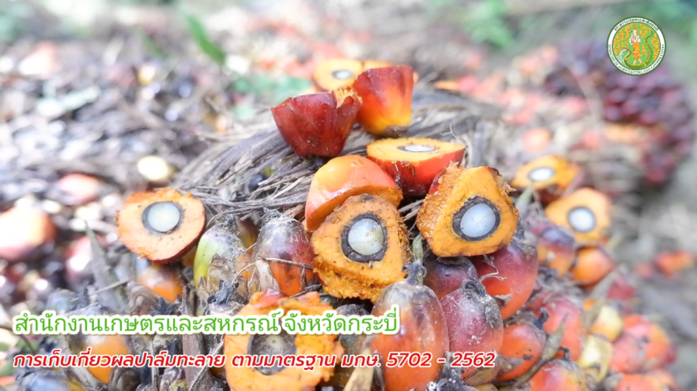 การเก็บเกี่ยวผลปาล์มทะลาย ตามมาตรฐาน มกษ. 5702 - 2562
