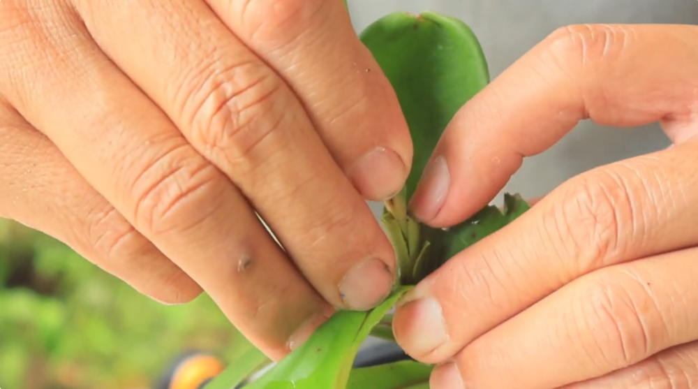 สาธิตการเสียบยอด หม้อข้าวหม้อแกงลิง