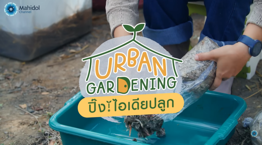 เพาะเห็ดฟางในตะกร้า