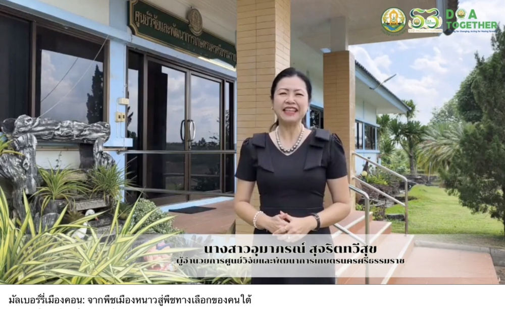 มัลเบอร์รี่เมืองคอน: