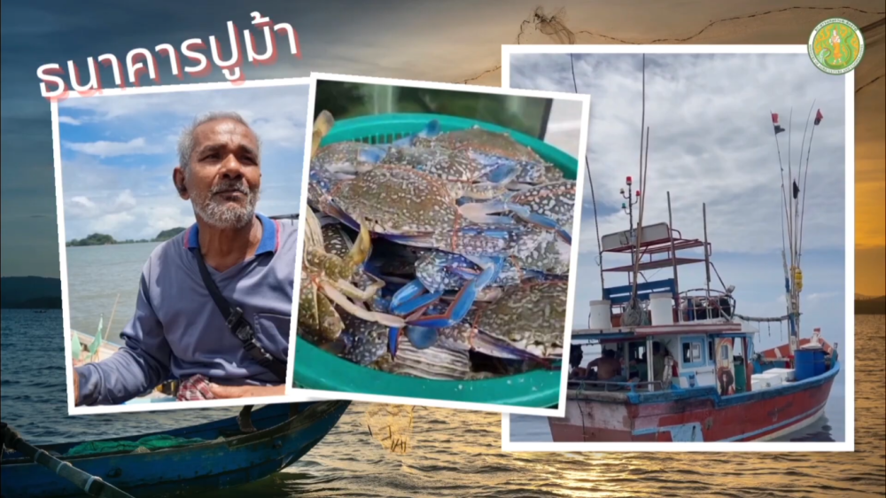 ธนาคารปูม้าชุมชนประมงชายฝั่งบ้านบ่อมะม่วง