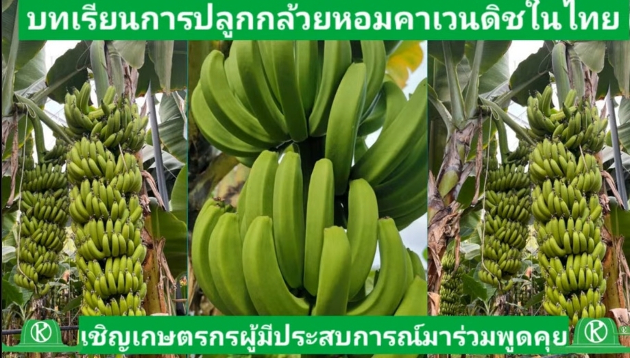 บทเรียนการปลูกกล้วยหอมคาเวนดิชในประเทศไทย