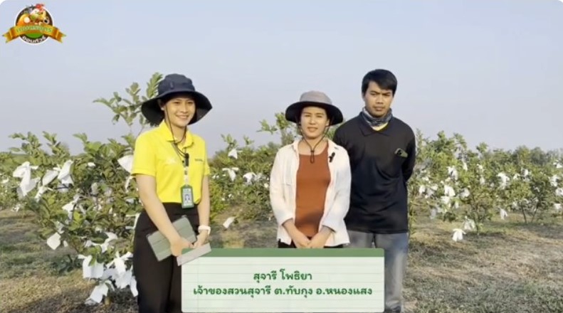 สวนฝรั่ง สุจารี Young smart famer อำเภอหนองแสง จังหวัดอุดรธานี