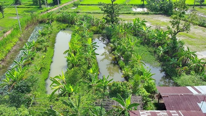 หอบหนี้หลักล้านกลับบ้านทำสวนผ่านมา