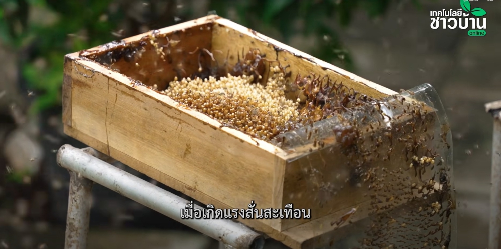 “2งานพารอด”เลี้ยงชันโรงอาชีพจิ๋วแต่แจ๋ว