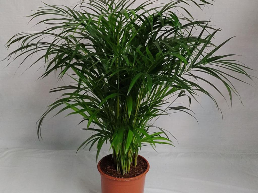 หมากเหลือง อ.ลำลูกกา ต.บึงทองหลาง จ.ปทุมธานี