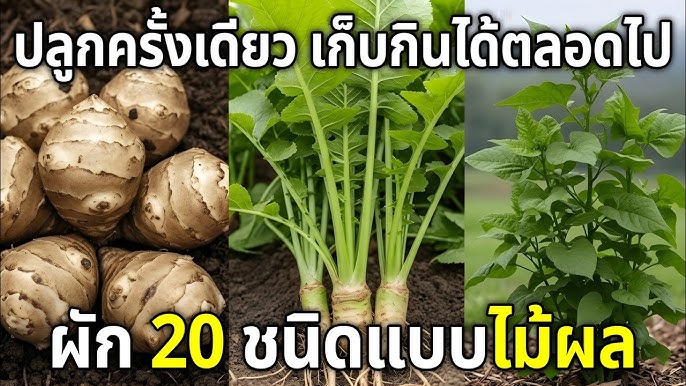 ผัก20ชนิดนี้เติบโตเหมือนไม้ผล!