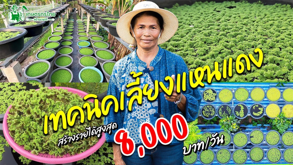 เปิดสูตรลับ! แหนแดงในกะละมัง ทำเงินง่าย ๆ ภายใน 7 วัน