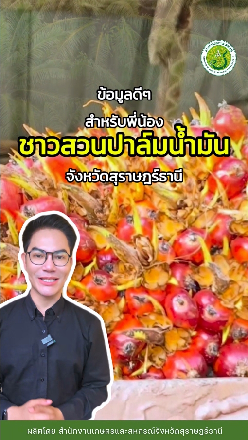 ข้อมูลดีดีสำหรับพี่น้องชาวสวนปาล์มน้ำมันจังหวัดสุราษฎร์ธานี