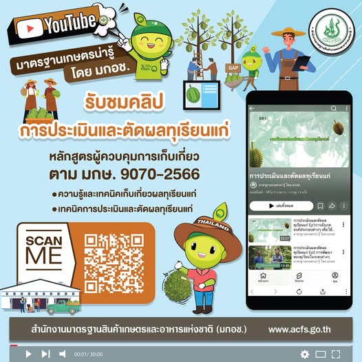 รับชมคลิป การประเมินและตัดผลทุเรียนแก่