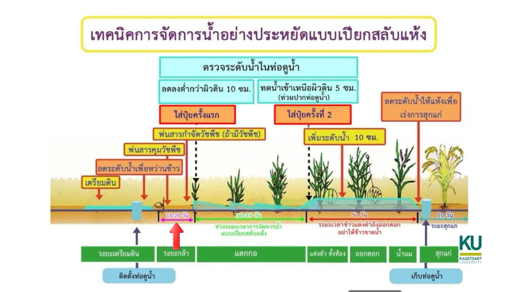 หลัก 5 ป ในการผลิตข้าวคุณภาพ