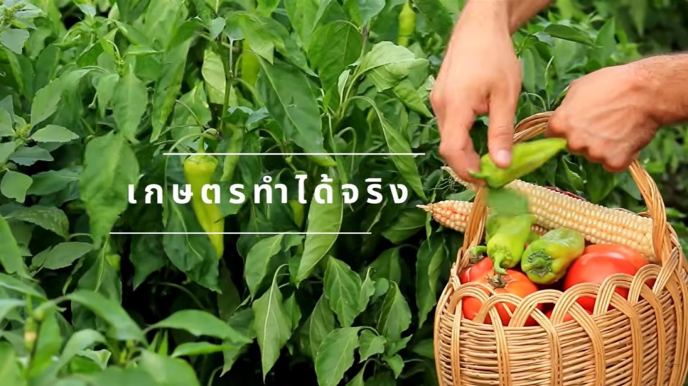 10 พืชเศรษฐกิจดาวรุ่งปี 2569 ทางเลือกใหม่เกษตรกรไทย