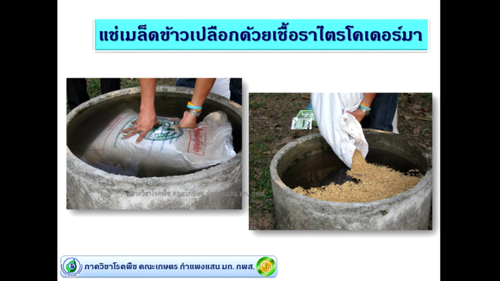 KUคู่ชุมชน:Ep.31เชื้อราไตรโคเดอร์มา