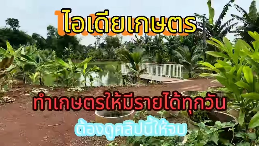ไอเดียเกษตร ทำเกษตรให้มีรายได้ทุกวัน