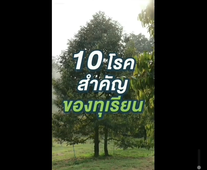 10 โรค สำคัญของทุเรียน