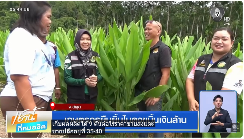 เกษตรกรยืนยิ้มในดงขมิ้น - สตูล