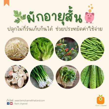 ปลูกผักหลากหลายเน้นผักระยะสั้น