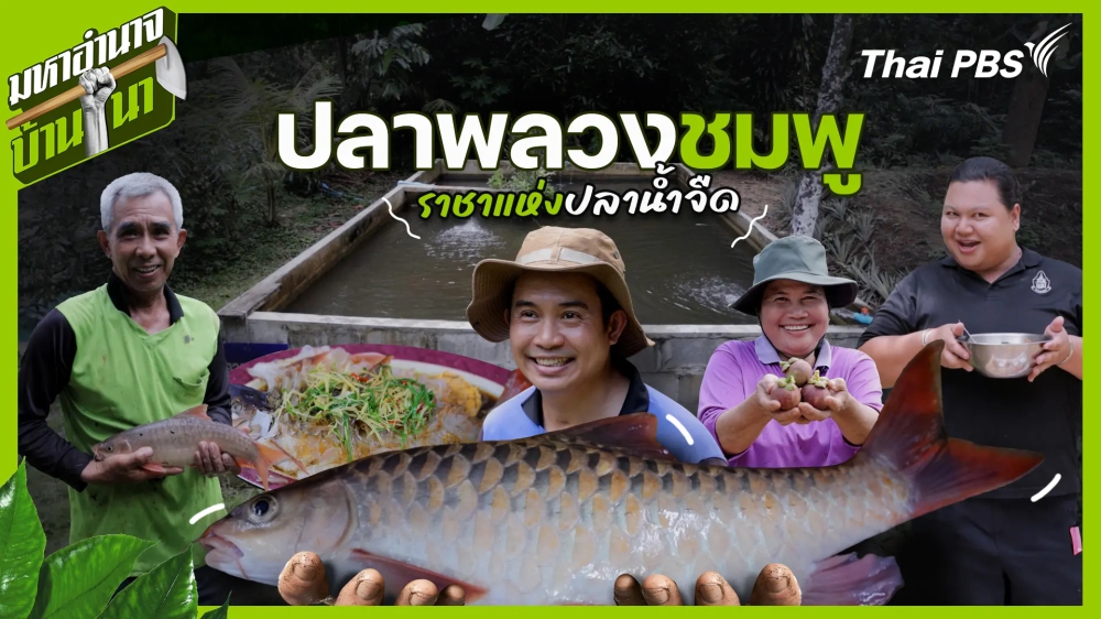 ปลาพลวงชมพู ราชาแห่งปลาน้ำจืด /มหาอำนาจบ้านนา