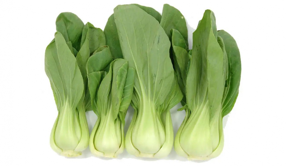วิธีปลูกผักกาดกวางตุ้ง (Bok Choy)