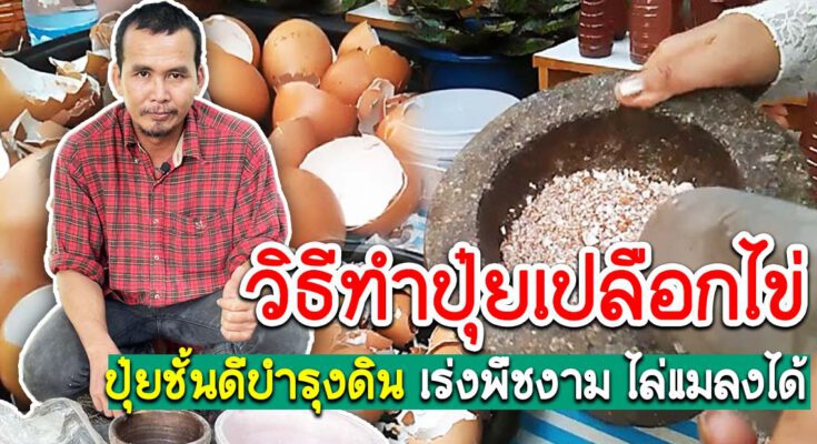 เกษตรวิธีทำปุ๋ยจากเปลือกไข่ช่วยเพิ่มธาตุแคลเซียมบำรุงราก