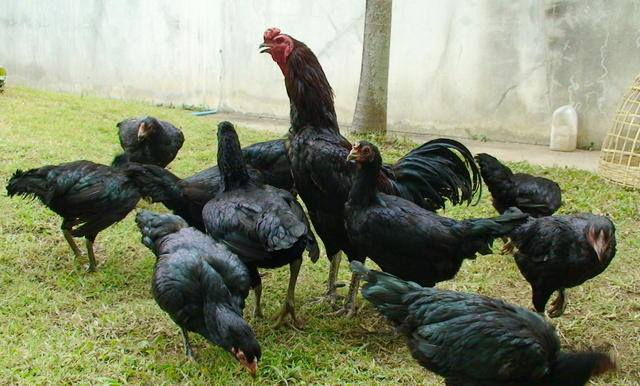 การเลี้ยงไก่พื้นบ้าน เพื่อเสริมรายได้