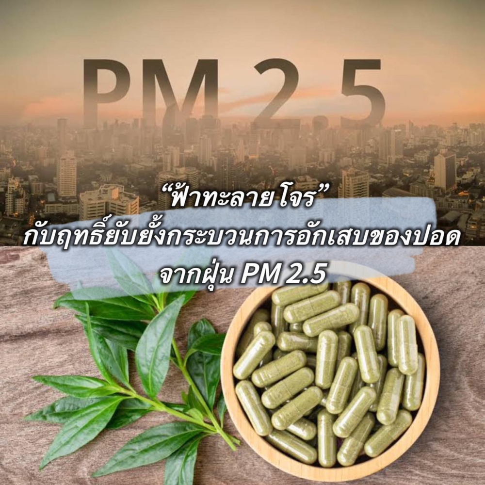 ฟ้าทะลายโจรกับฤทธิ์ยับยั้งกระบวนการอักเสบของปอด