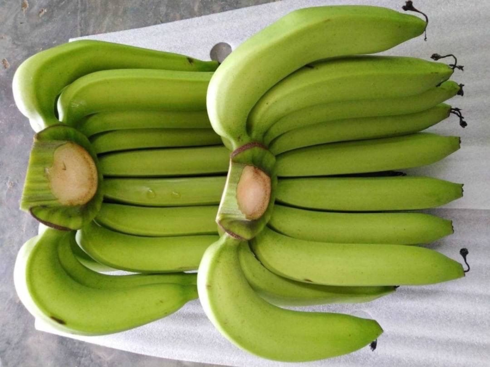 สินค้าGIน้องใหม่รายการที่