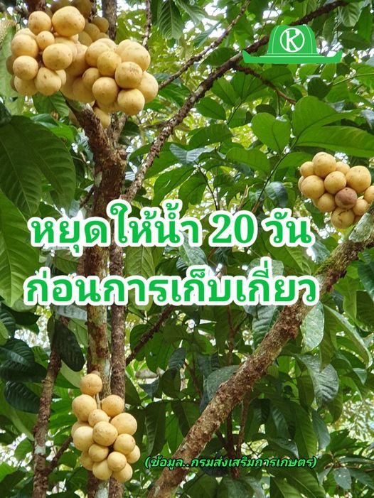 ลองกอง ทนแล้งได้ไม่เกิน 2 สัปดาห์