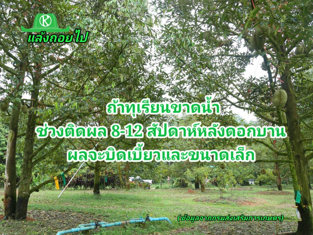 ทุเรียนช่วงผลเล็กขาดน้ำรูปทรงจะไม่สวย