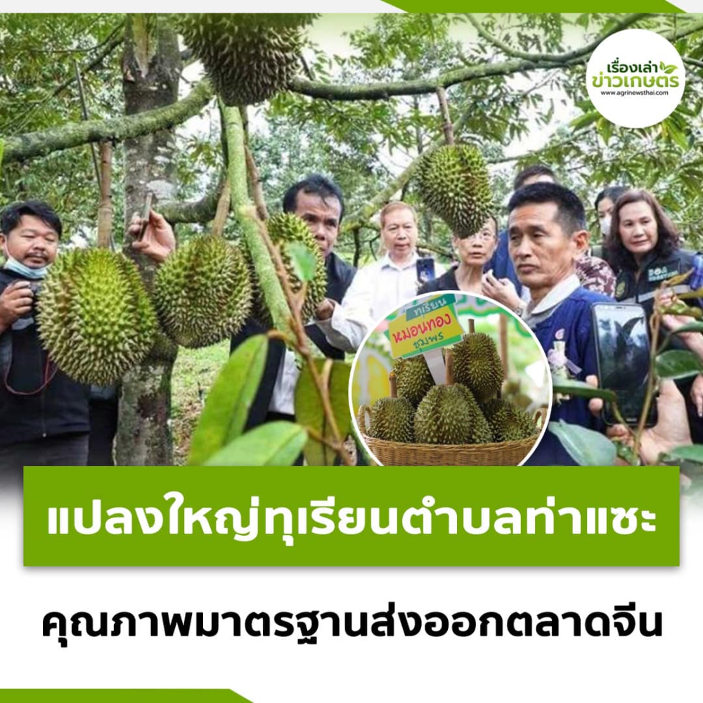 แปลงใหญ่ทุเรียนตำบลท่าแซะ