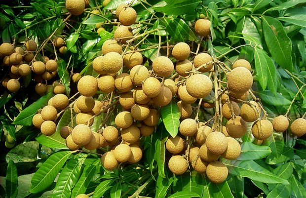 แบบคำขอใบรับรองแหล่งผลิต GAP พืช  (สำหรับรายเดียว)