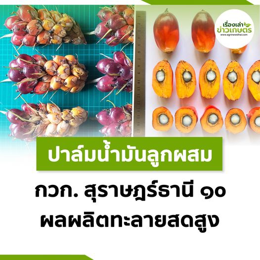 ประชาสัมพันธ์ปาล์มน้ำมันพันธุ์แนะนำพันธุ์ใหม่