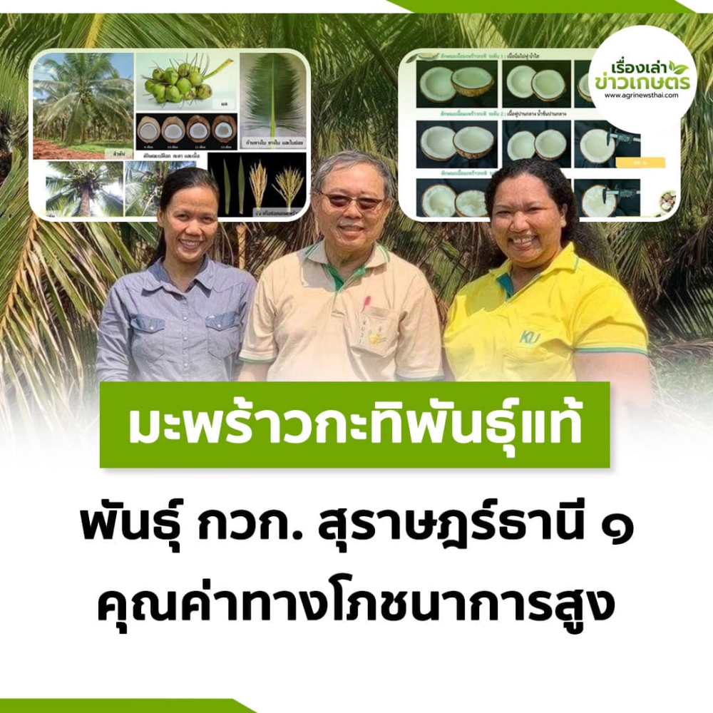 พันธุ์มะพร้าวกระทิพันธุ์แท้ 100%