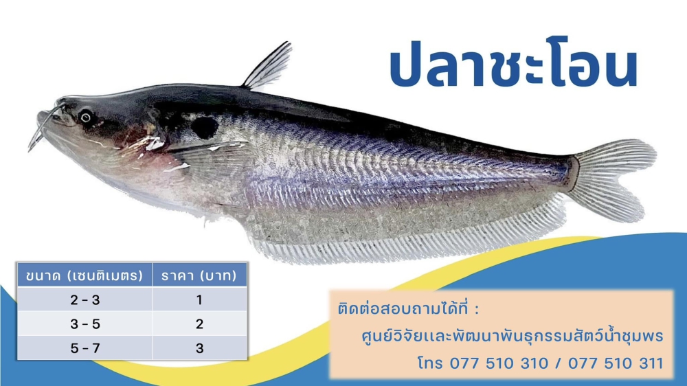 กรมประมงผลักดันการเลี้ยงปลาชะโอนสัตว์น้ำเศรษฐกิจชนิดใหม่