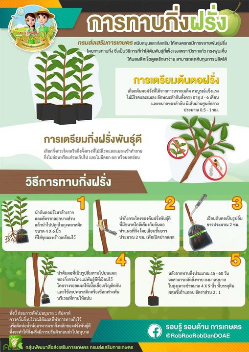 การทาบกิ่งฝรัง