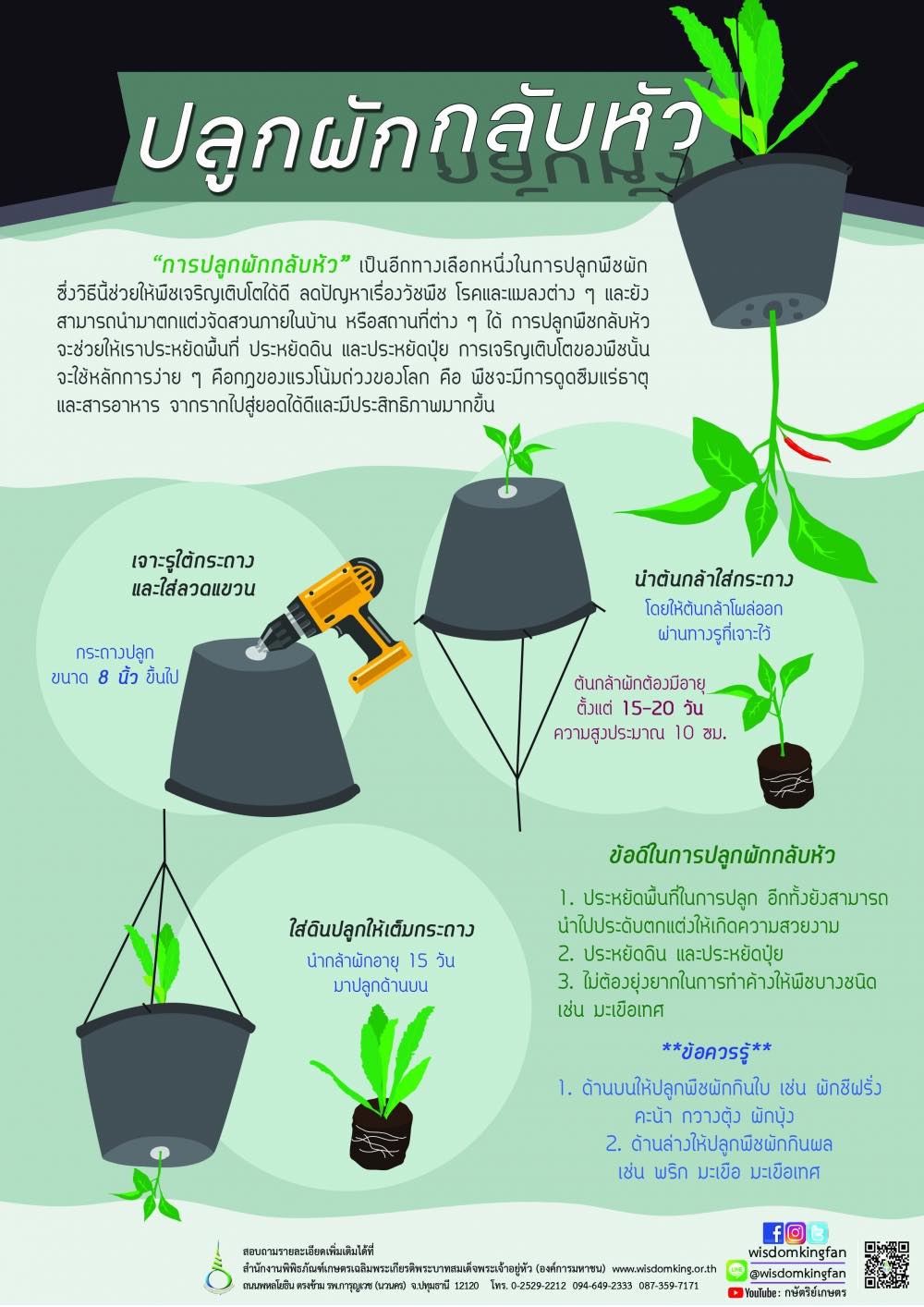 ปลูกผักกลับหัว