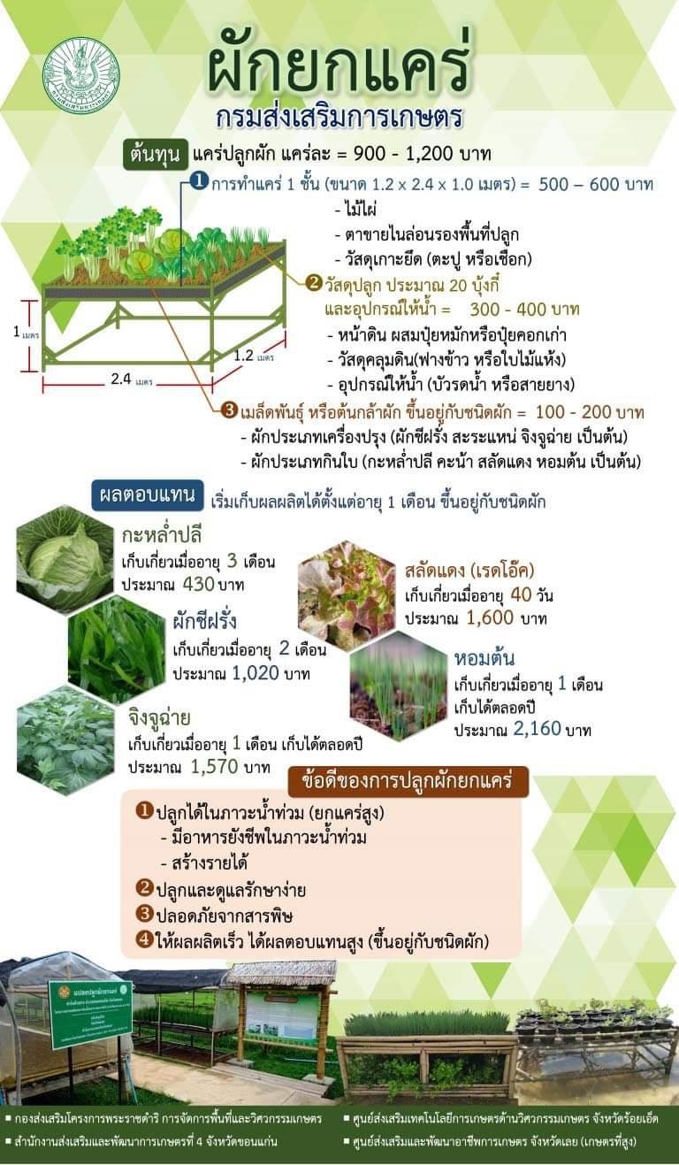ผักยกแคร่