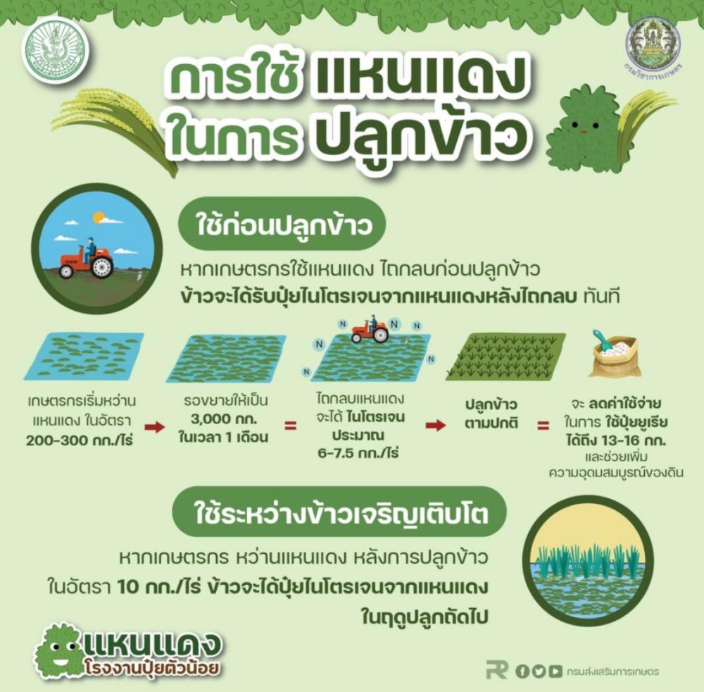 การใช้ แหนแดง ในการ ปลูกข้าว
