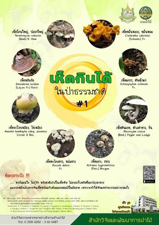 เห็ดกินได้