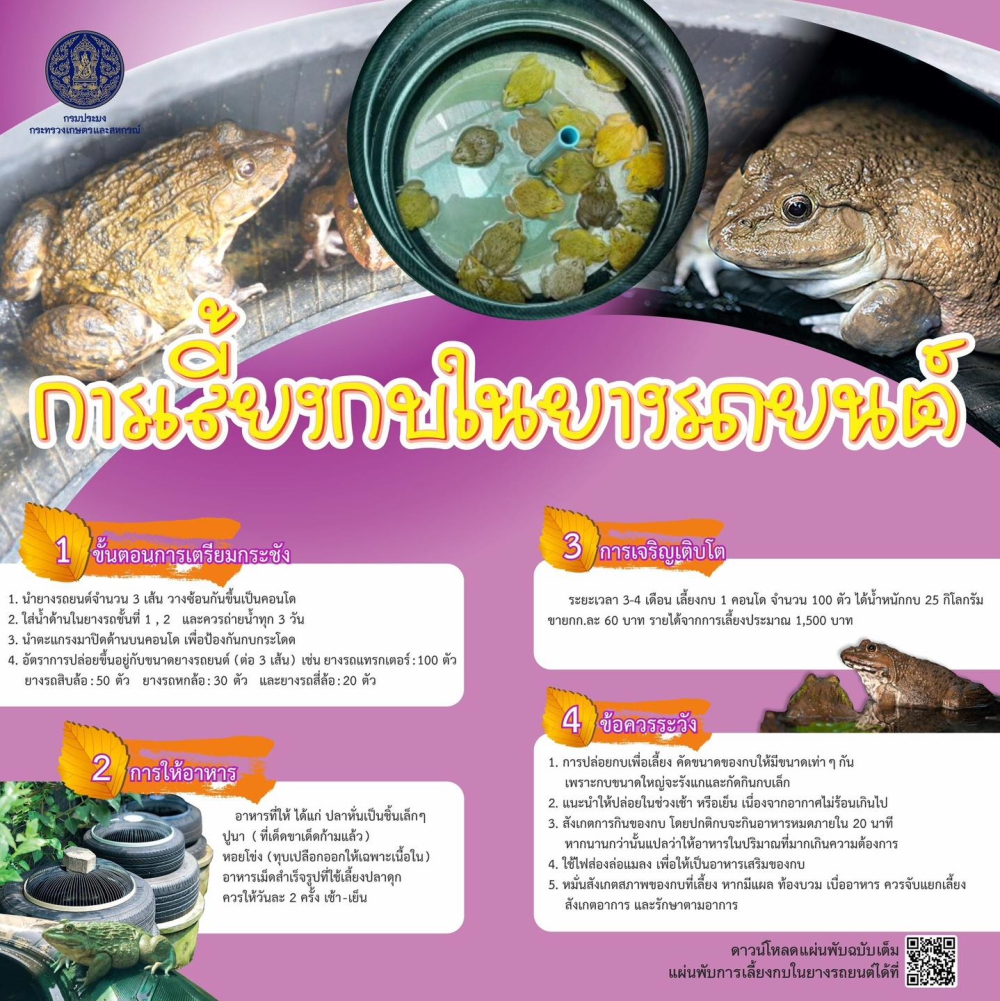 การเลี้ยงกบในยางรถยนต์