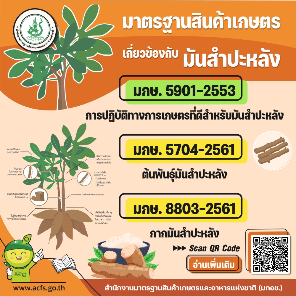 มาตรฐานสินค้าเกษตร มันสำปะหลัง