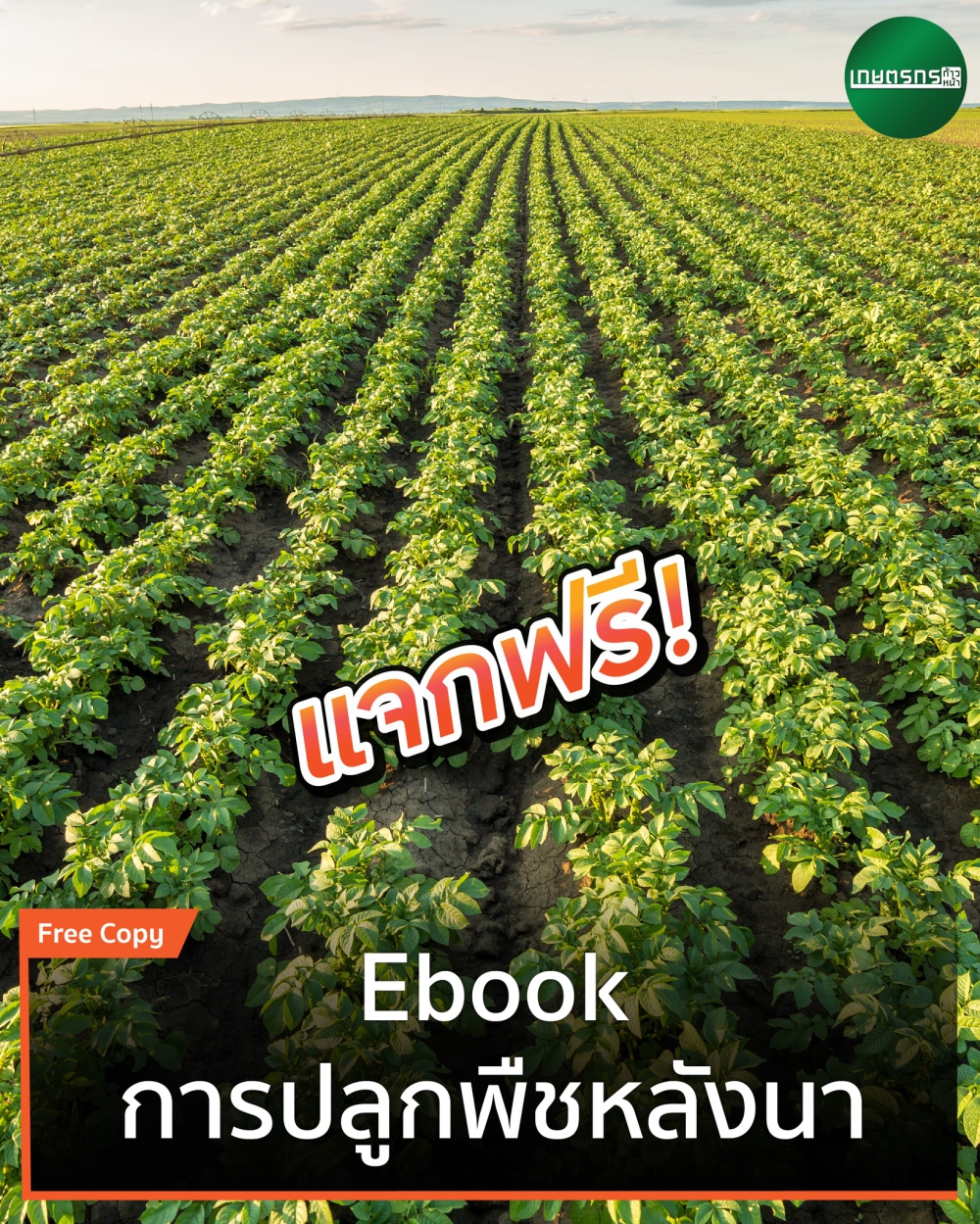 การปลูกพืชหลังนา