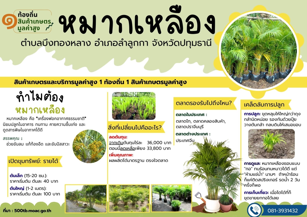 หมากเหลืองตำบลบึงทองหลางอำเภอลำลูกกา