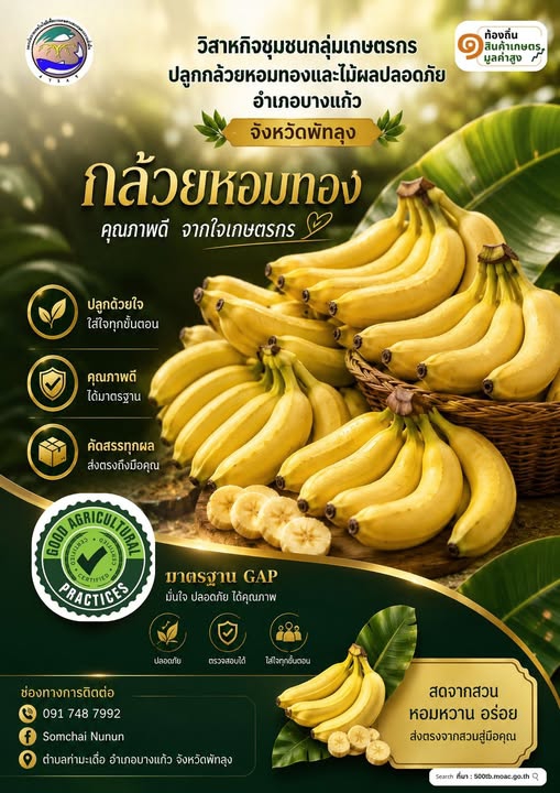 กล้วยหอมทองคัดเกรด มาตรฐาน GAP จังหวัดพัทลุง